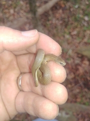 Virginia valeriae elegans