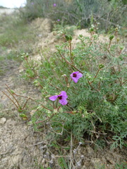 Erodium crassifolium