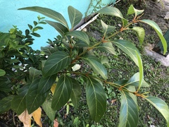Nectandra