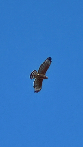 Red-shouldered Hawk observed by chargarou