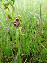 Ophrys umbilicata flavomarginata