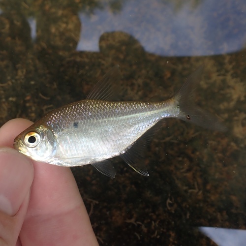 Tetra (Jupiaba polylepis) — Characidae — 5