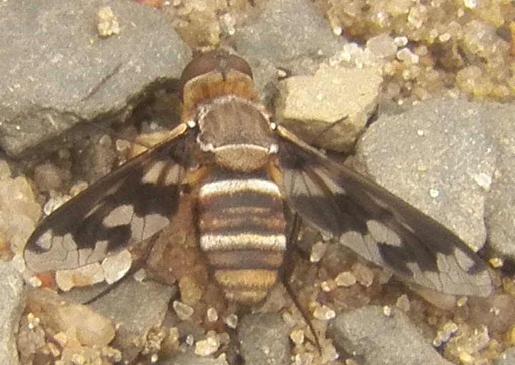 Exoprosopa fascipennis (Bee Flies of California) · iNaturalist