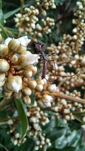Toxorhynchites brevipalpis, 2026-04-18