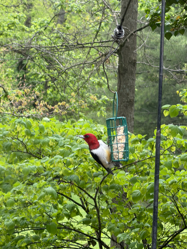 Red-headed Woodpecker observed by greyeidolon