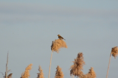Emberiza schoeniclus