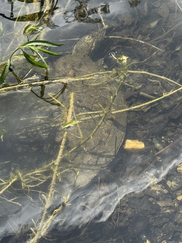 Spiny Softshell observed by scf75