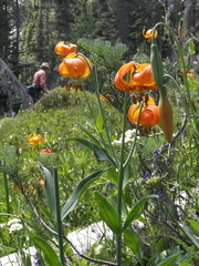 Lilium pardalinum shastense