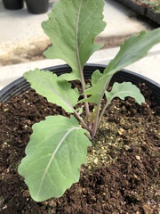 Brassica oleracea gongylodes