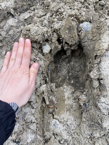 Лось observed by tsekhmister_k