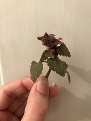 Lamium purpureum