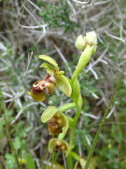 Ophrys umbilicata flavomarginata