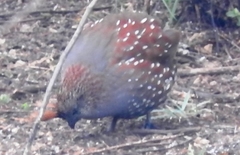 Callipepla douglasii