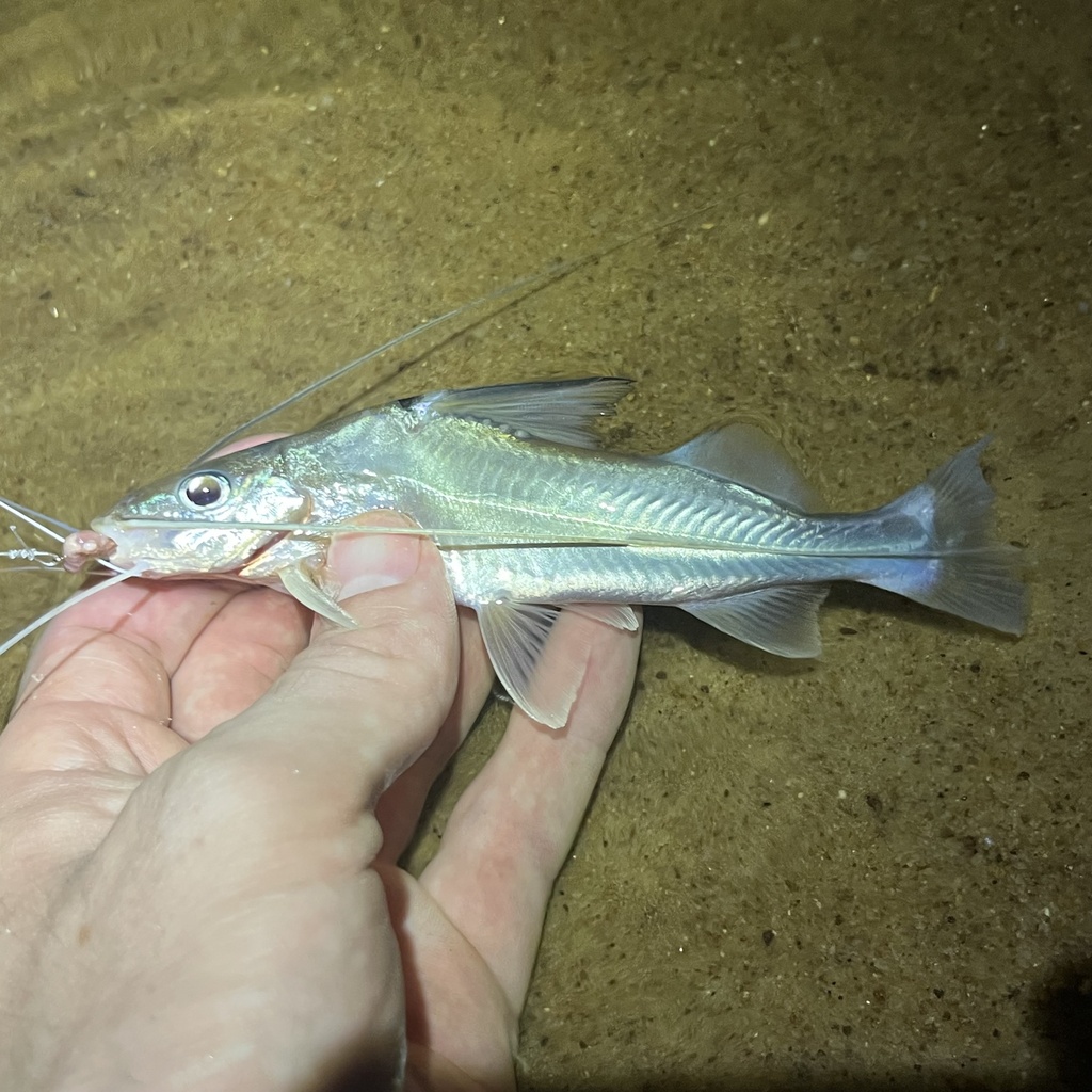Bloch's Catfish
