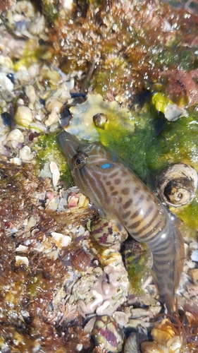 Lepadogaster lepadogaster