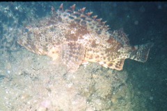 Scorpaena guttata