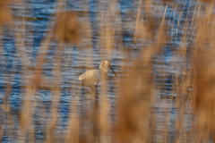 Platalea leucorodia