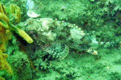 Scorpaena guttata