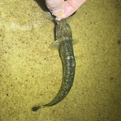 Longtail antenna catfish (Chasmocranus longior) — Heptapteridae — 2