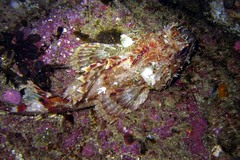 Scorpaena guttata