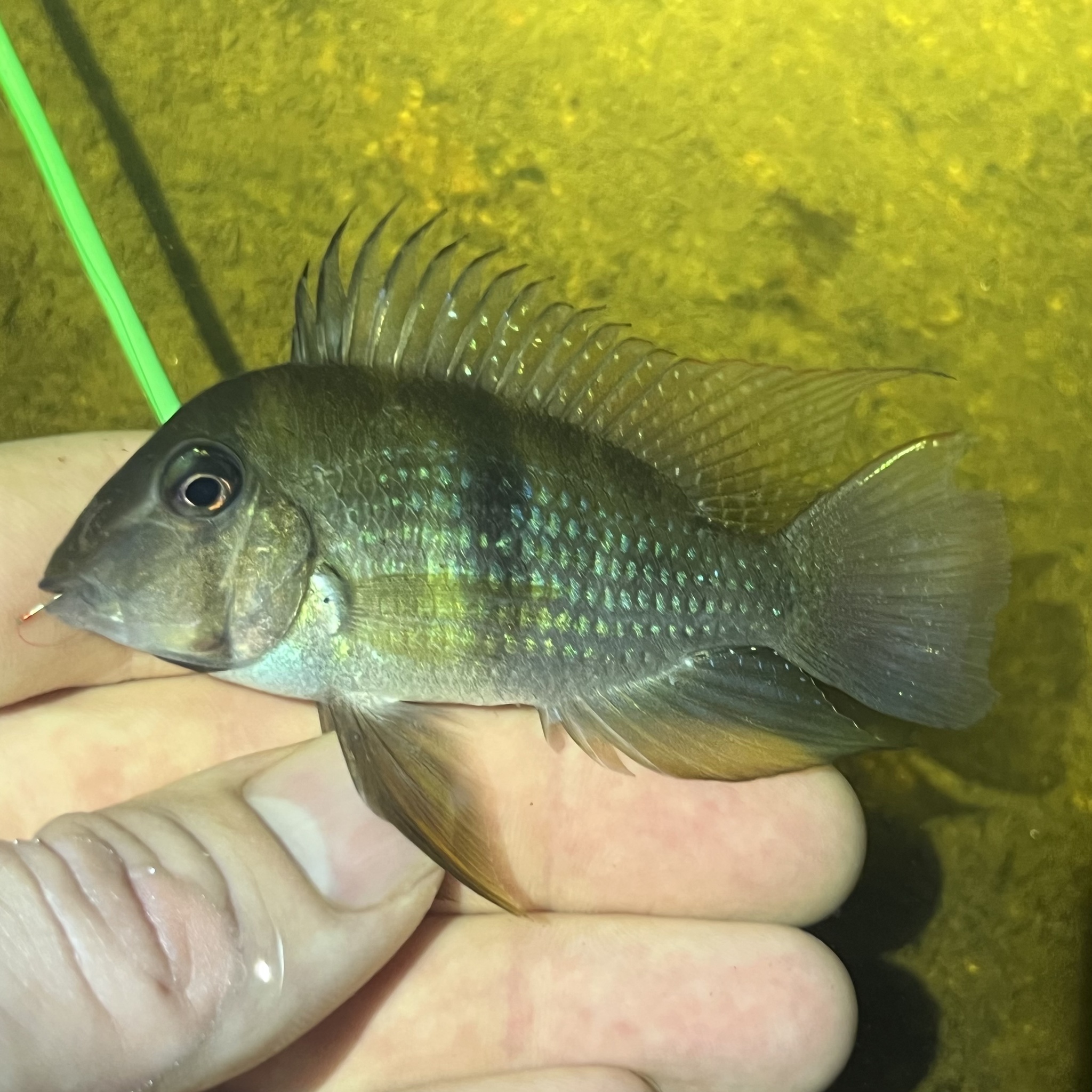 Blue Guianacara photo 2