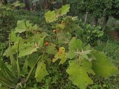 Solanum pseudolulo