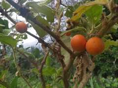 Solanum pseudolulo