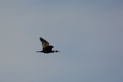 Phalacrocorax carbo