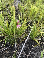 Disa gladioliflora gladioliflora