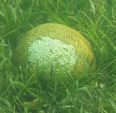 Faviinae