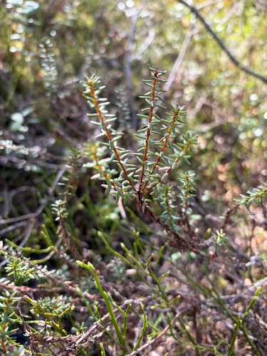 black crowberry