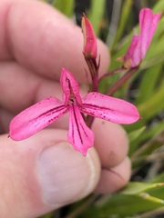 Disa gladioliflora gladioliflora