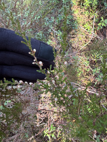 common heather