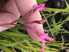 Disa gladioliflora gladioliflora