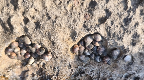 Melarhaphe neritoides