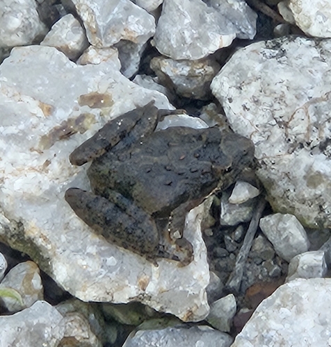 Blanchard's Cricket Frog