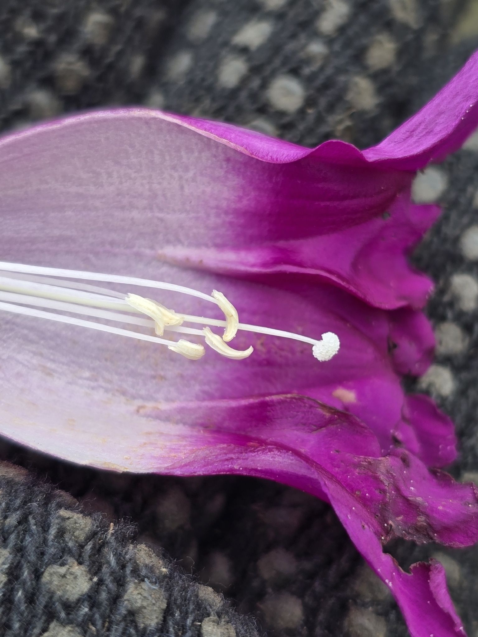 Ipomoea blanchetii