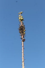 Agave nuusaviorum