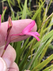 Disa gladioliflora gladioliflora