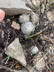 Mammillaria lasiacantha