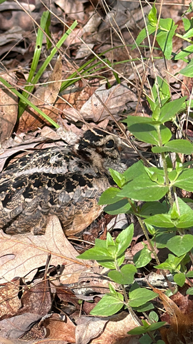 American Woodcock observed by alatham21