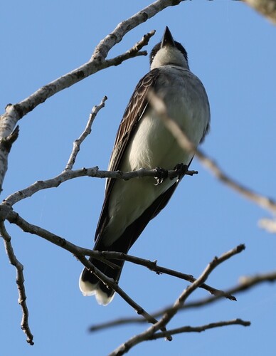 Eastern Kingbird observed by sdmtx
