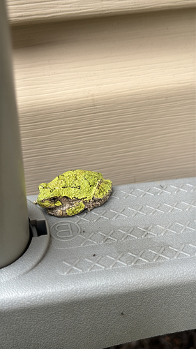 Gray Treefrog observed by pugs_dad1