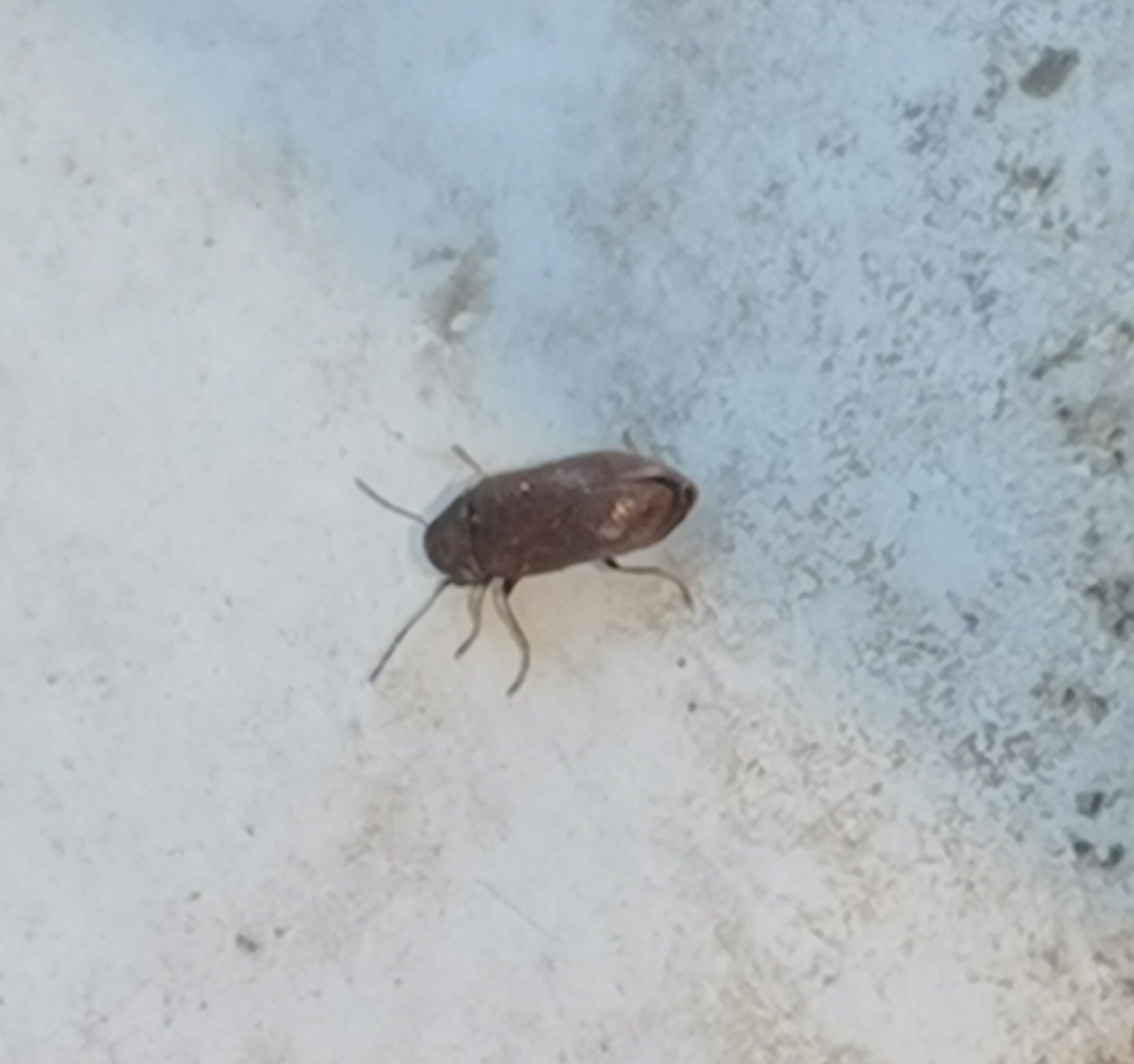 Ernobius abietis