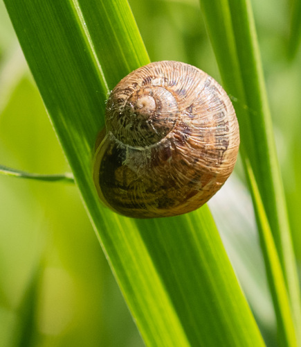 Cornu aspersum