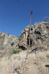 Agave nuusaviorum