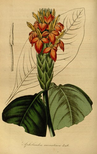 Aphelandra aurantiaca