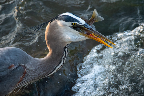 Great Blue Heron photographed in Illinois