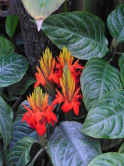 Fiery spike