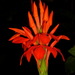 Fiery Spike - Photo (c) Andreas Kay, some rights reserved (CC BY-NC-SA)